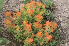 Castilleja applegatei breweri