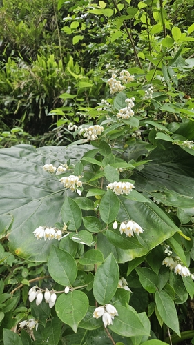 Image of Deutzia pulchra by (c) Cheongweei Gan, some rights reserved (CC BY)