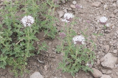 Monardella odoratissima pallida