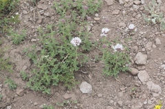 Monardella odoratissima pallida