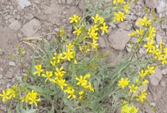 Crepis acuminata