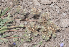 Phacelia hastata compacta