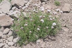 Monardella odoratissima pallida