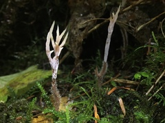 Clavulina castaneipes