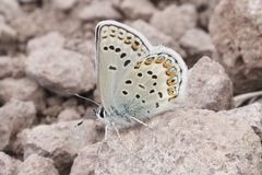 Plebejus fridayi