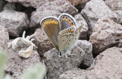 Plebejus fridayi