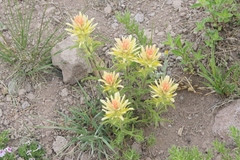 Castilleja applegatei breweri