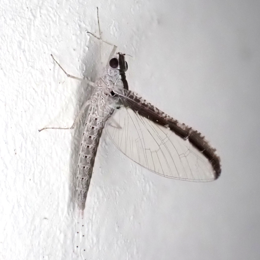 Americabaetis