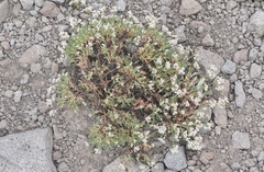 Eriogonum microtheca alpinum