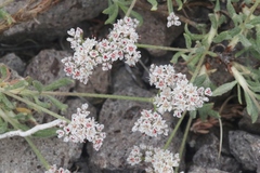 Eriogonum microtheca alpinum