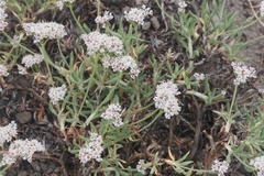 Eriogonum microtheca alpinum