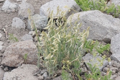 Melica stricta