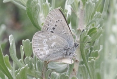 Satyrium semiluna