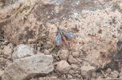 Synanthedon polygoni