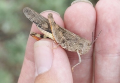 Cratypedes neglectus