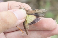 Cratypedes neglectus