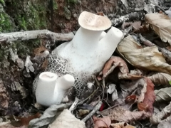 Cerioporus squamosus