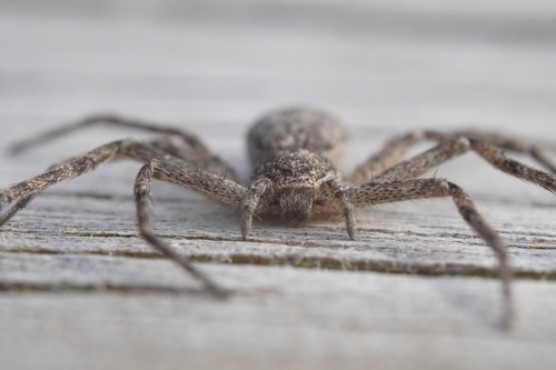 Philodromus vulgaris photo 3
