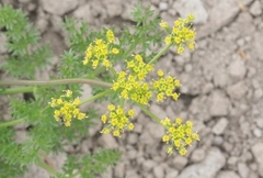 Cymopterus terebinthinus californicus