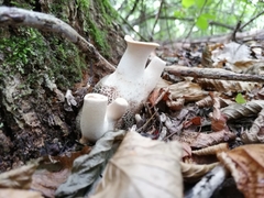 Cerioporus squamosus