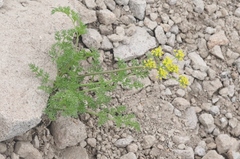Cymopterus terebinthinus californicus