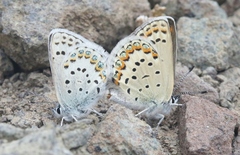 Plebejus fridayi