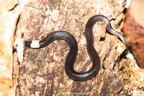Photo of a Colombian Earth Snake (nigroalbus) (Geophis nigroalbus)
