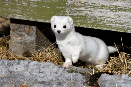 Eurasian Stoat (Mustela erminea)