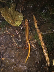 Plethodon vandykei