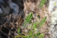 Linum monogynum monogynum
