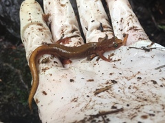 Plethodon vandykei