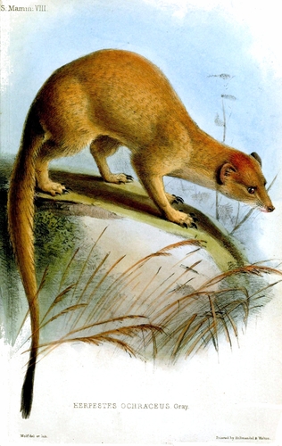 Somali Slender Mongoose (Herpestes ochraceus) — Least Concern Mammalia