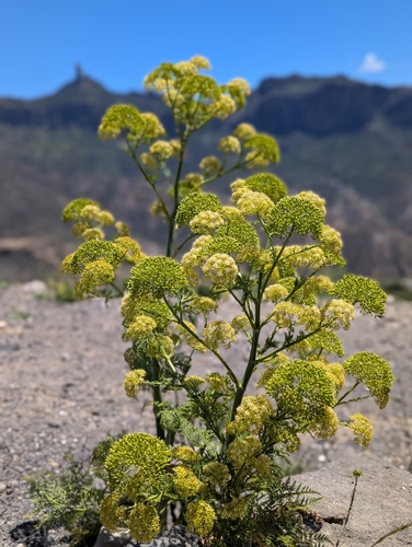 Athamanta montana (Webb ex Christ) Spalik, Wojew. & S.R.Downie