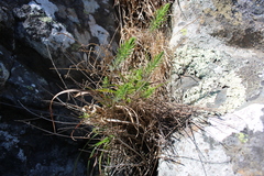 Linum monogynum monogynum