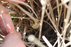 Linum monogynum monogynum