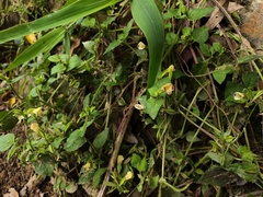 Torenia fordii