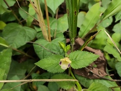 Torenia fordii