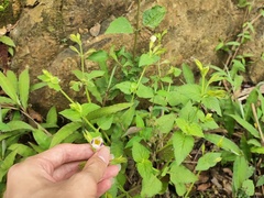 Torenia fordii