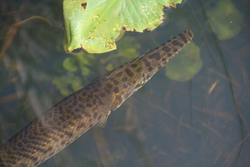 Florida Gar