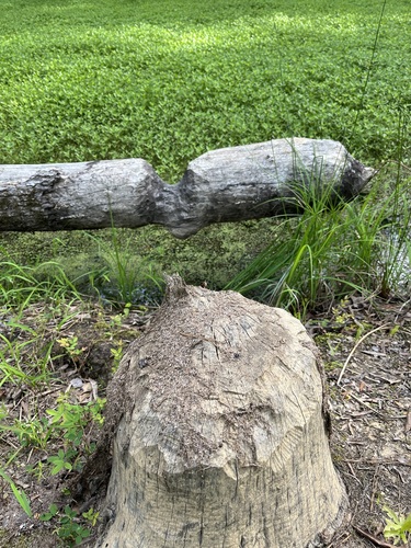 American Beaver photographed in South Carolina