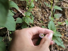 Torenia fordii