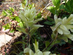 Castilleja occidentalis