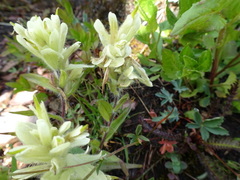 Castilleja occidentalis