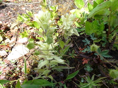 Castilleja occidentalis