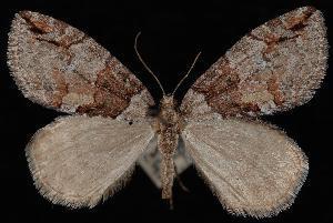 Hydriomena nevadae