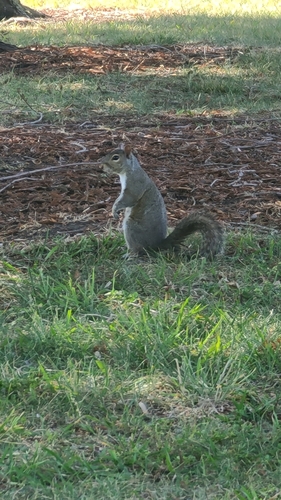 Eastern Gray Squirrel