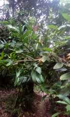 Monstera pinnatipartita
