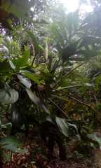 Monstera pinnatipartita