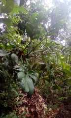 Monstera pinnatipartita