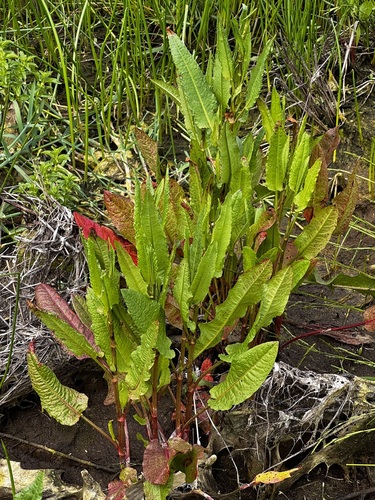 Western Dock foliage